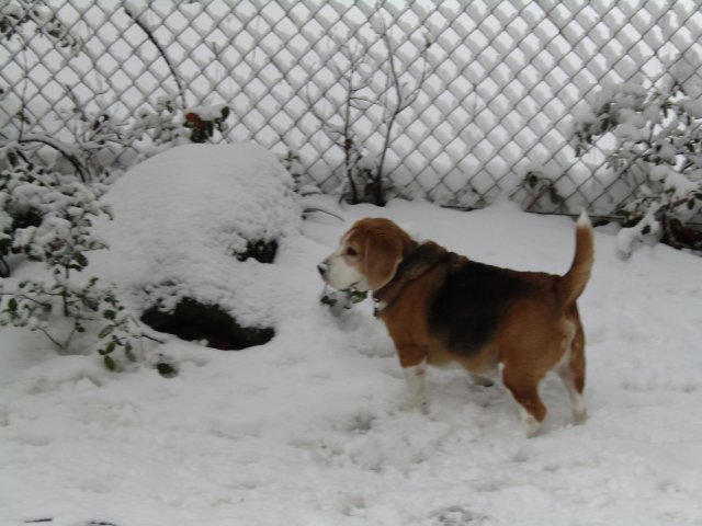Snow dog Blake